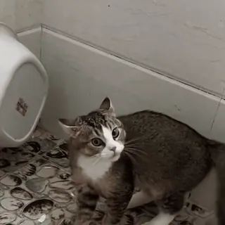 🤩 fa8c573c แมว, สัตว์, สัตว์เลี้ยง, สัตว์เลี้ยง telegram sticker