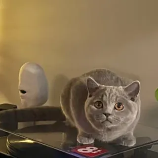 🎧 16f08e5d 고양이, 브리티시 쇼트헤어, 애완동물, 동물, 집고양이, 회색 고양이 telegram sticker