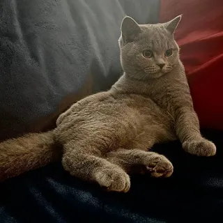 😕 29087b38 고양이, 동물, 애완동물, 회색 고양이, 브리티시 쇼트헤어, 반려동물 telegram sticker