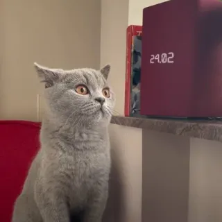 🙀 2dd85df1 고양이, 동물, 애완동물, 회색 고양이, 고양이과, 귀여운, 눈 telegram sticker