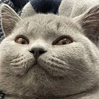 ☺️ 3ce115bb 고양이, 브리티시 쇼트헤어, 회색 고양이, 애완 동물, 동물, 귀여운 telegram sticker