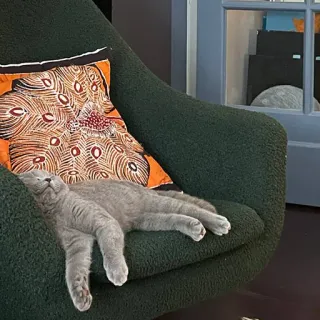 😏 423a4a85 고양이, 동물, 애완 동물, 휴식, 의자, 회색 고양이, 자는 telegram sticker