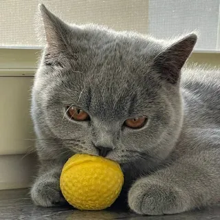 😈 45de0184 고양이, 새끼 고양이, 회색 고양이, 애완 동물, 동물, 공, 노란 공, 귀여운 telegram sticker