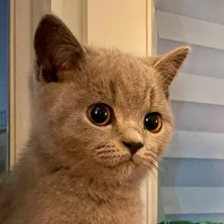 🙄 45fd63c3 고양이, 새끼고양이, 귀여운, 동물, 애완동물, 가정, 고양이과 telegram sticker