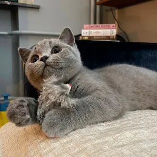 😱 5e87d9b9 고양이, 새끼 고양이, 브리티시 쇼트헤어, 애완동물, 동물, 귀여운, 회색 telegram sticker