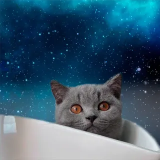 ✨ 6594b5b2 고양이, 애완동물, 동물, 새끼 고양이, 파란색, 은하, 별 telegram sticker