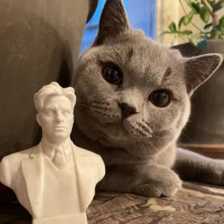 🙃 715fe941 고양이, 새끼 고양이, 동물, 흉상, 조각상, 초상화, 애완동물, 귀여운, 반려동물 telegram sticker