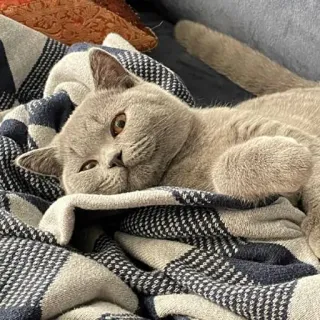 🙃 735aea04 고양이, 동물, 애완 동물, 귀여운, 고양이, 브리티쉬 쇼트헤어, 담요 telegram sticker