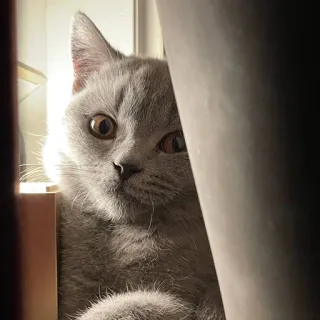 🤦‍♀️ 7e2ee73b 고양이, 동물, 애완동물, 회색 고양이, 귀여운, 반려동물 telegram sticker