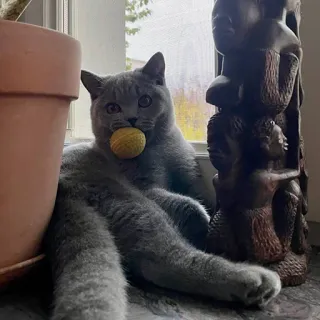 🧶 814bd47a 고양이, 애완동물, 동물, 회색 고양이, 공, 반려동물, 브리티시 쇼트헤어 telegram sticker