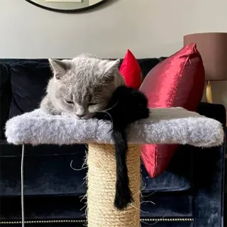 🐾 82689c30 고양이, 애완 동물, 동물, 고양이과, 브리티시 쇼트헤어, 캣타워, 홈 데코 telegram sticker