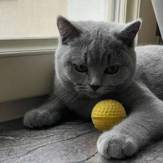 😉 8ef25904 고양이, 새끼 고양이, 동물, 집고양이, 회색 고양이, 노란 공, 애완 동물, 고양이과 telegram sticker