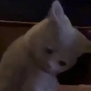 🤯 9494146b 동물, 귀여운, 고양이, 새끼 고양이, 애완 동물 telegram sticker