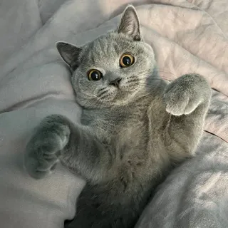 😳 96f6dc04 고양이, 동물, 애완동물, 귀여운, 새끼 고양이, 회색, 브리티쉬 쇼트헤어 telegram sticker