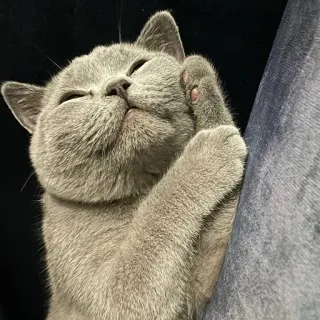 🤗 99fe9c88 고양이, 새끼 고양이, 브리티시 쇼트헤어, 귀여운, 회색 고양이, 애완 동물, 동물 telegram sticker