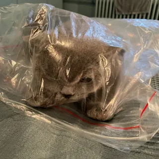 🥴 a68be272 새끼 고양이, 고양이, 비닐 봉투, 동물, 귀여운, 애완 동물 telegram sticker