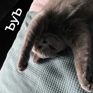 😠 b690f8b6 ЪуЪ 고양이, 웃긴, 귀여운, 동물, 애완 동물 telegram sticker