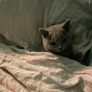 🛌 bd1e5746 고양이, 동물, 애완동물, 새끼 고양이, 귀여운, 침대 telegram sticker