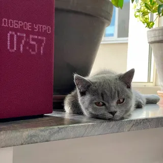 🌞 c3bd7fa0 ДОБРОЕ УТРО
07:57 고양이, 새끼 고양이, 아침, 좋은 아침, 졸린, 러시아어 telegram sticker