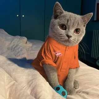 ⚽️ cf72b406 고양이, 새끼 고양이, 동물, 애완 동물, 회색 고양이, 셔츠, 주황색, 축구, 공, 귀여운 telegram sticker