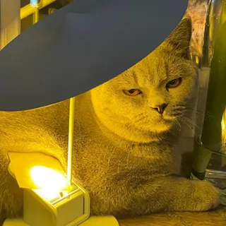 🌞 d9f42fa3 고양이, 동물, 애완 동물, 램프, 반려 동물, 브리티쉬 쇼트헤어 telegram sticker