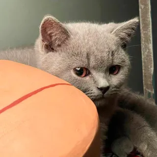 🙂 dcfa02a1 고양이, 새끼 고양이, 회색, 귀여운, 반려동물, 동물, 애완동물 telegram sticker