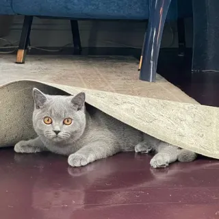 🫣 dd60c391 고양이, 동물, 애완 동물, 새끼 고양이, 회색 고양이, 반려 동물, 카펫, 귀여운 telegram sticker