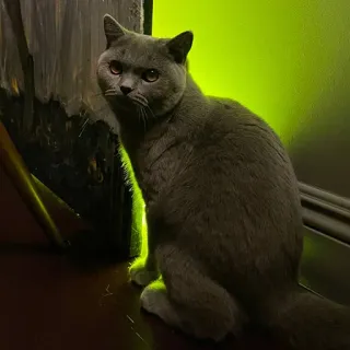 🐸 ed0eb527 고양이, 회색 고양이, 브리티쉬 쇼트헤어, 동물, 애완 동물, 반려동물 telegram sticker