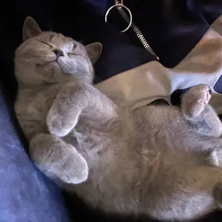 😴 ed3c58f6 고양이, 귀여운, 동물, 애완 동물, 자는, 가축 telegram sticker