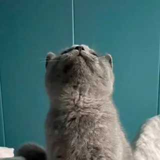 🫡 ee6bafc9 고양이, 동물, 애완동물, 귀여운, 고양이과, 가축, 포유류, 쳐다보는 telegram sticker