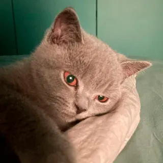 🥴 eed5a39f 고양이, 동물, 애완동물, 집고양이, 고양이과, 회색 고양이 telegram sticker