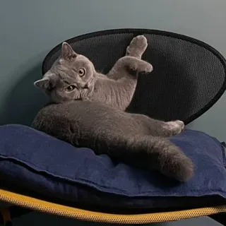🤔 f0202e85 고양이, 회색 고양이, 브리티시 쇼트헤어, 애완동물, 동물, 귀여운, 의자, 베개, 편안한 telegram sticker