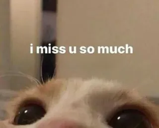 🥺 265d7758 i miss u so much 猫, 悲しい, 寂しい, ペット, 可愛い telegram sticker