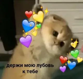 ❤️ 0315ce76 держи мою любовь к тебе gato, corazones, amor, lindo, animal whatsapp sticker
