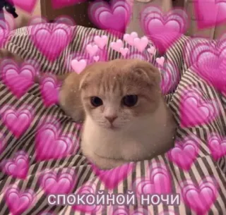 ❤️ 104af052 СПОКОЙНОЙ НОЧИ gato, corazones, lindo, noche, buenas noches whatsapp sticker