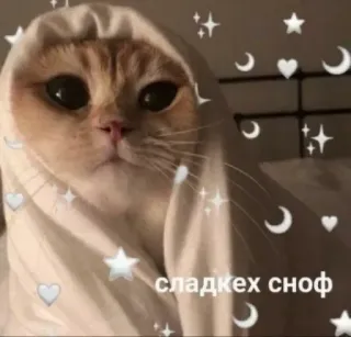 @sempai21 Милые котики telegram stickers