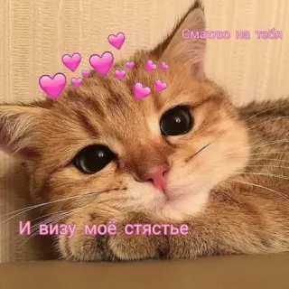 ❤️ 2f56d639 Смаглю на тебя
И визу моё стястье gato, corazones, amor, lindo, ruso whatsapp sticker