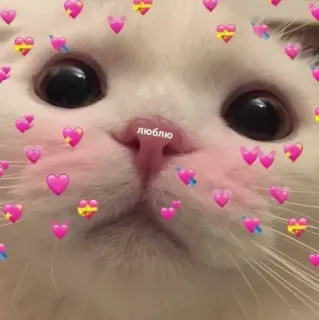 @sempai21 Милые котики telegram stickers