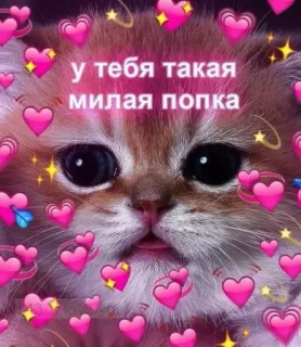 ❤️ 51597a11 у тебя такая милая попка gato, corazón, lindo, ruso, amor whatsapp sticker