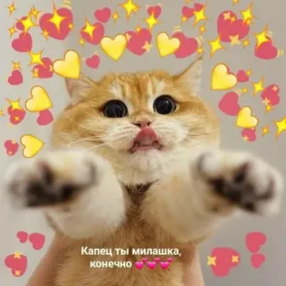 ❤️ 9020a200 Капец ты милашка, конечно gato, corazones, lindo, animal, amor whatsapp sticker