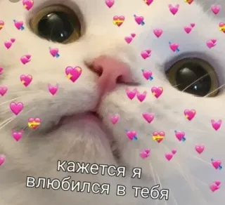 ❤️ af3101f7 кажется я влюбился в тебя gato, corazones, amor, lindo whatsapp sticker