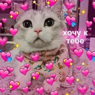 ❤️ b4a086b5 хочу к тебе gato, corazones, amor, lindo, ruso whatsapp sticker