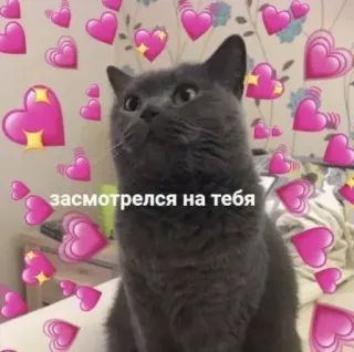 ❤️ c7bfcd46 засмотрелся на тебя gato, corazones, amor, lindo, ruso whatsapp sticker