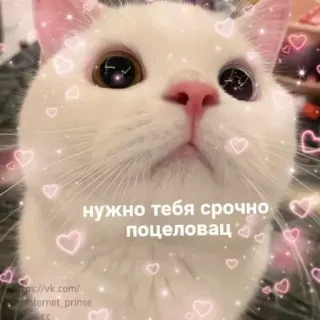 ❤️ d44ff32e нужно тебя срочно поцеловать gato, lindo, animal, corazones, amor whatsapp sticker