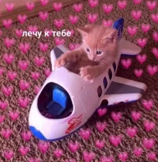 ❤️ f54d45d0 лечу к тебе gato, avión, corazones, animal, amor, lindo whatsapp sticker