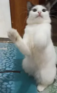 🌟 17ae1c56 Katze, weiße Katze, süß, Tier, Haustier telegram sticker