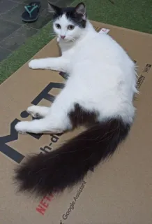 🌟 1d4e87ed Katze, Haustier, Tier, Hauskatze, weiß, schwarz, süß, Katzenartig telegram sticker