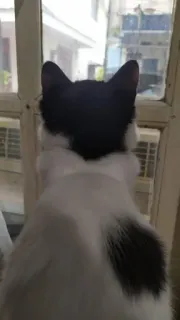 🌟 263d47bf Katze, Haustier, Tier, Fenster, Tuxedo Katze, Haustier telegram sticker