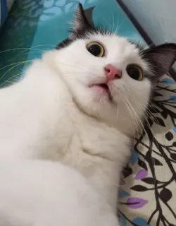 🌟 33260c59 Katze, Haustier, Tier, weiße Katze, schwarz-weiße Katze, süß, Haustier telegram sticker