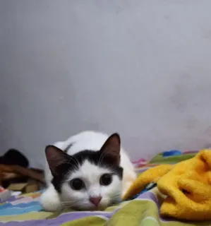 🌟 37a7a51a Katze, Haustier, Tier, Katzenartig, Schwarz-weiß, Tier telegram sticker